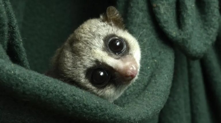 Um dos lêmures anões de cauda gorda do Duke Lemur Center. Foto: David Haring, Duke Lemur Center