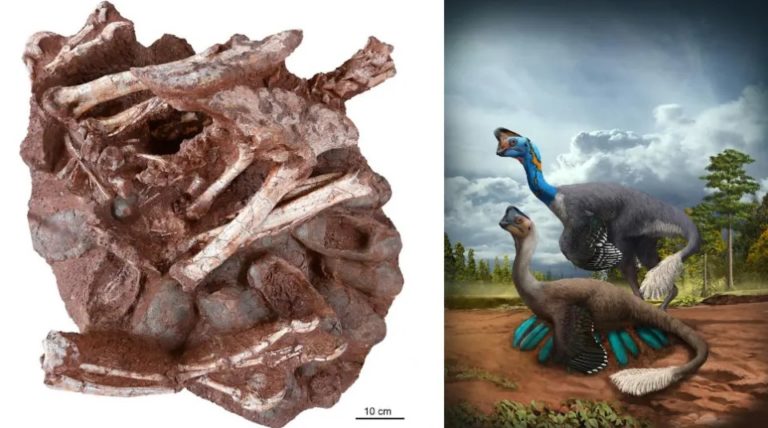 Esquerda: O novo fóssil preservando um dinossauro oviraptorídeo adulto com ovos contendo embriões. À direita: interpretação artística de um oviraptorídeo em nidificação. Imagem: Fóssil: Shundong Bi; Arte: Zhao Chuang.