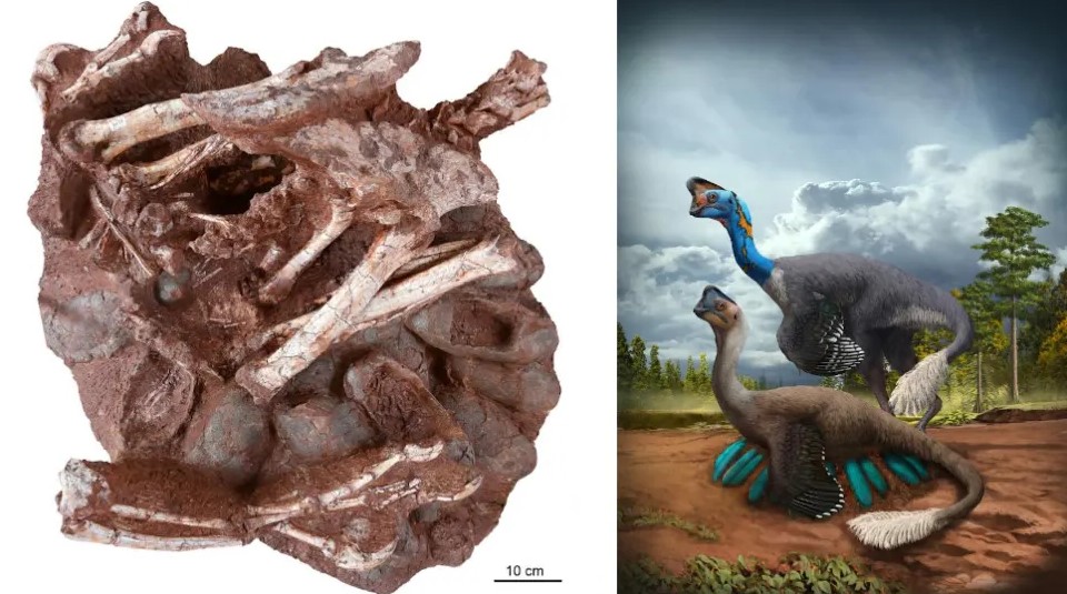 Esquerda: O novo fóssil preservando um dinossauro oviraptorídeo adulto com ovos contendo embriões. À direita: interpretação artística de um oviraptorídeo em nidificação. Imagem: Fóssil: Shundong Bi; Arte: Zhao Chuang.