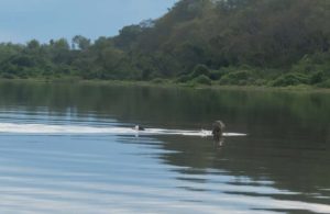 Lontra no rio argentino
