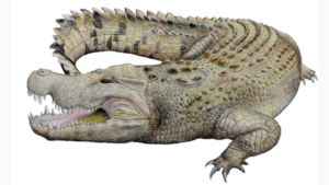 Imagem conceitual do extinto crocodilo Baru da Austrália pré-histórica.