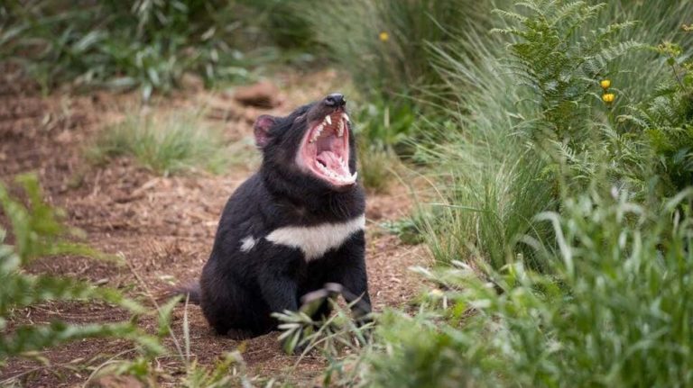 Diabos Da Tasmânia Nascem Na Austrália Pela Primeira Vez 3 Mil Anos Infofix 2542