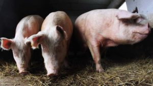 Os porcos conseguiram respirar pelo intestino quando receberam uma injeção retal de substância química oxigenada como parte de um novo estudo