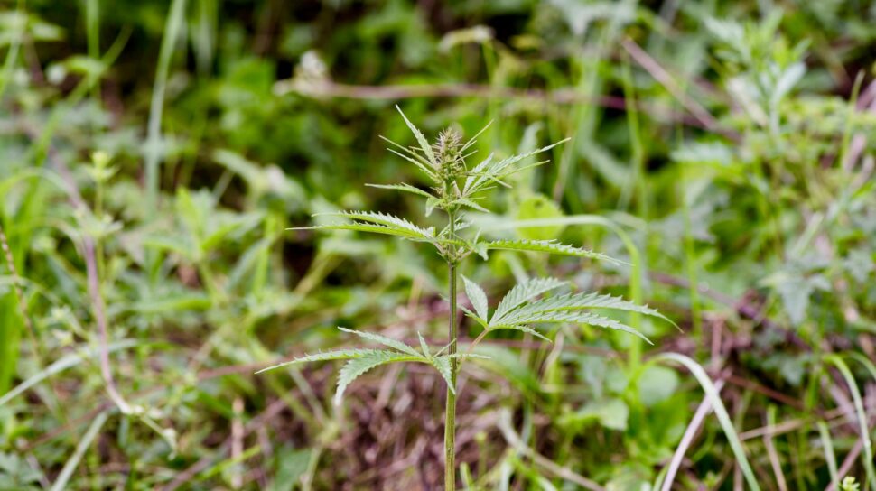 Uma planta de cannabis selvagem em uma pastagem central da China. Imagem: Guangpeng Ren