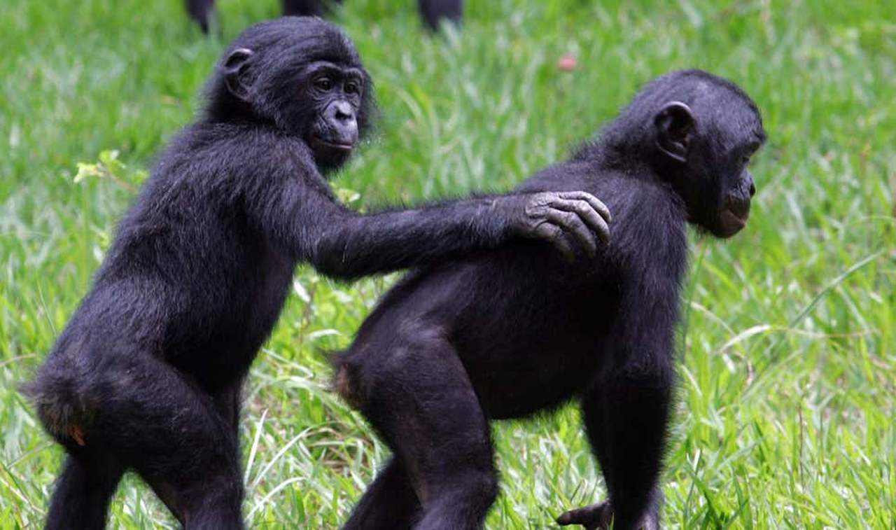 Macacos parecem dizer Olá e Adeus uns aos outros - Giz Brasil