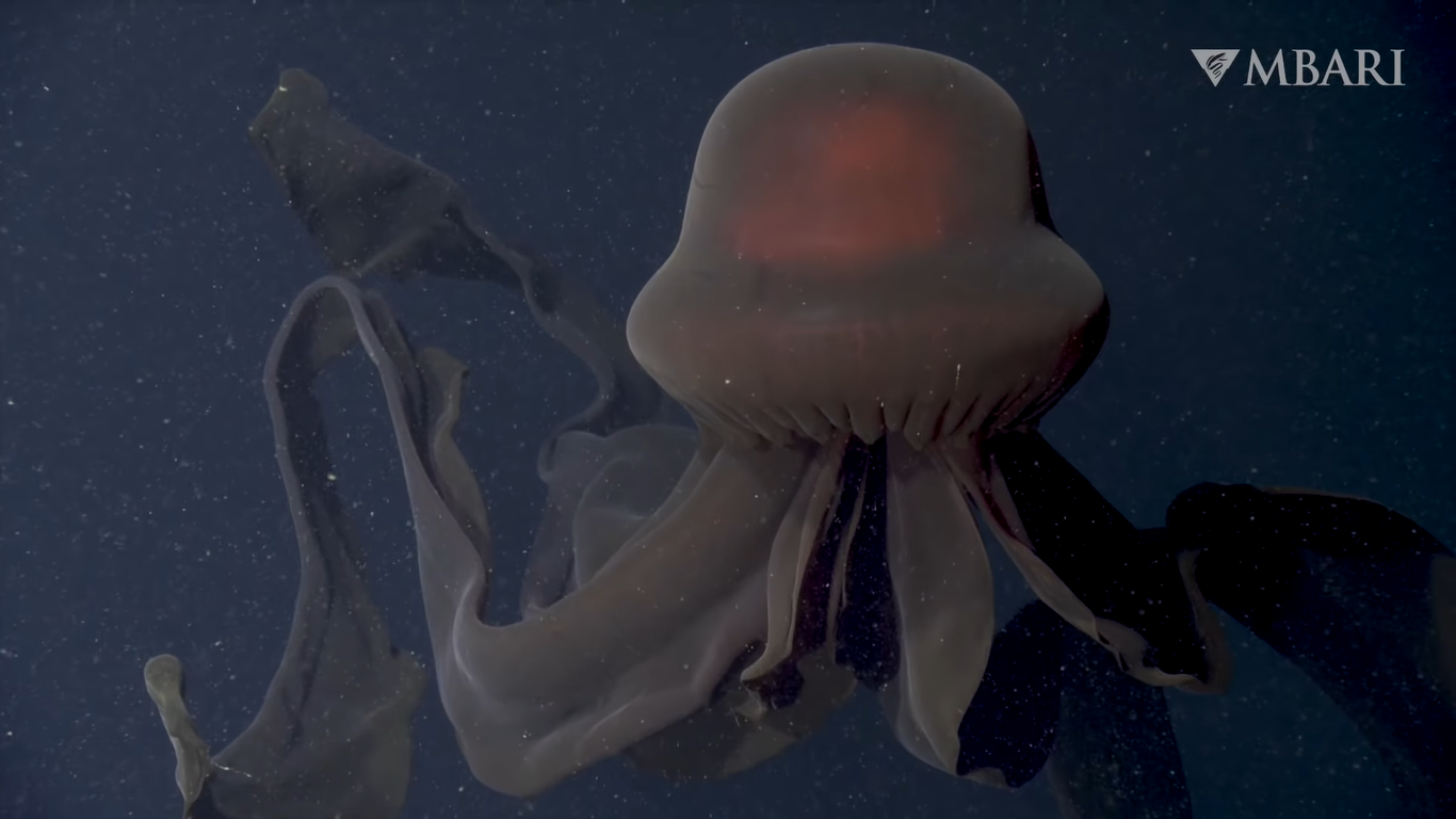 Água-viva fantasma gigante é identificada na Califórnia