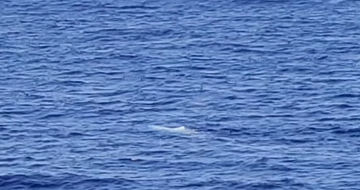 Marinheiros holandeses identificam baleia de Moby Dick na Jamaica