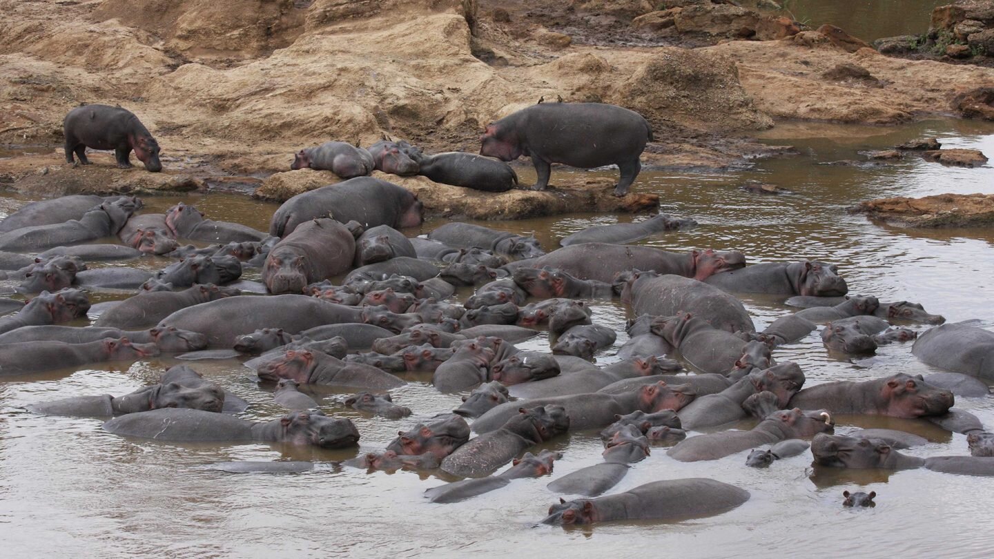 Cocô de hipopótamos transforma rios em meta-intestino