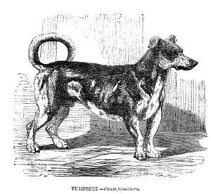 Cão da raça extinta Turspit