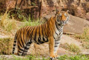 Morte de tigres na Índia