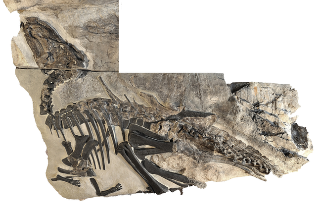 Fóssil de hadrossauro italiano
