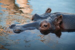 Hipopótamo testa positivo para Covid-19 em zoológico na Bélgica