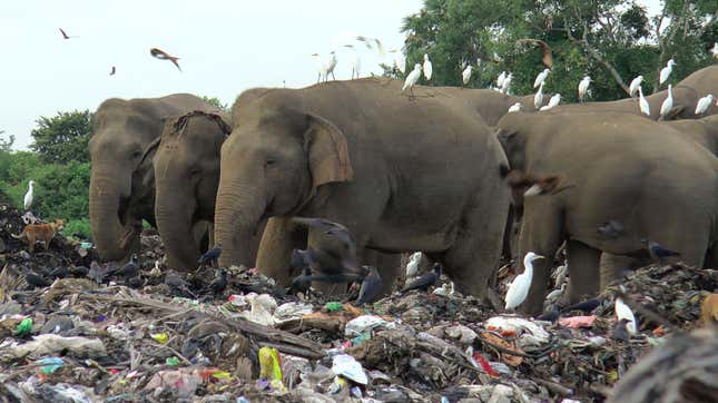 Elefantes plástico