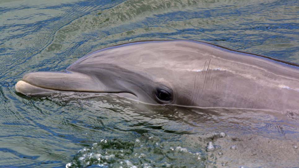 Clitóris golfinhos