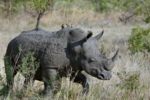 Rinoceronte Índia