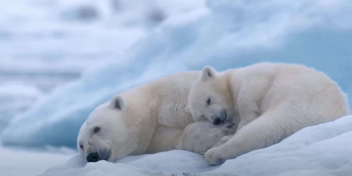 Disney+ lança super documentário "Polar Bear" no Dia da Terra