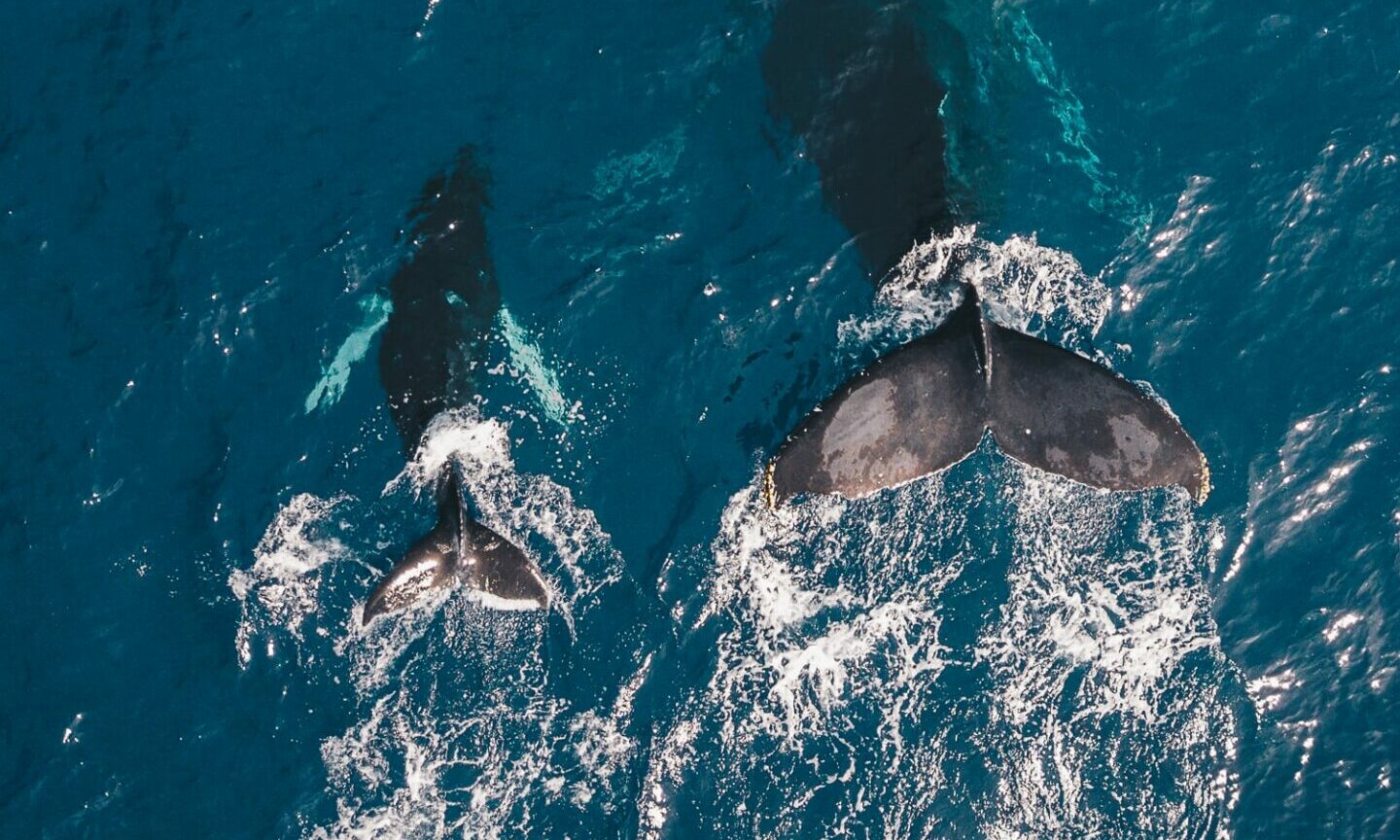 Baleias jubarte