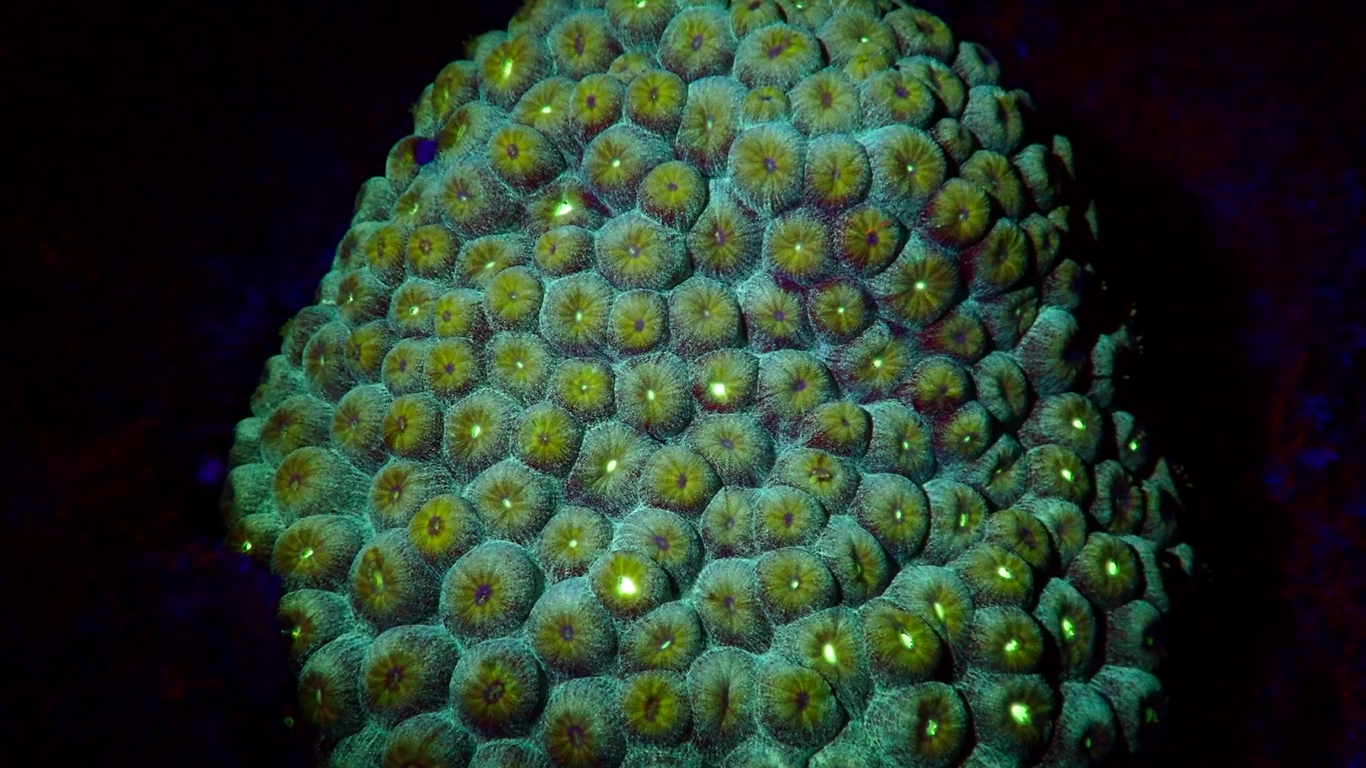 Arte recifes de coral