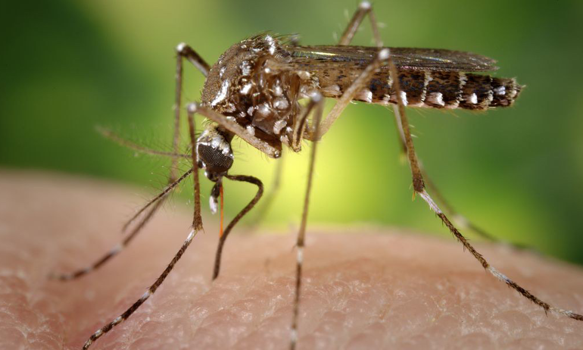 Vírus dengue