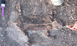 Múmias achatadas de lystrosaurus encontradas com a pele intacta