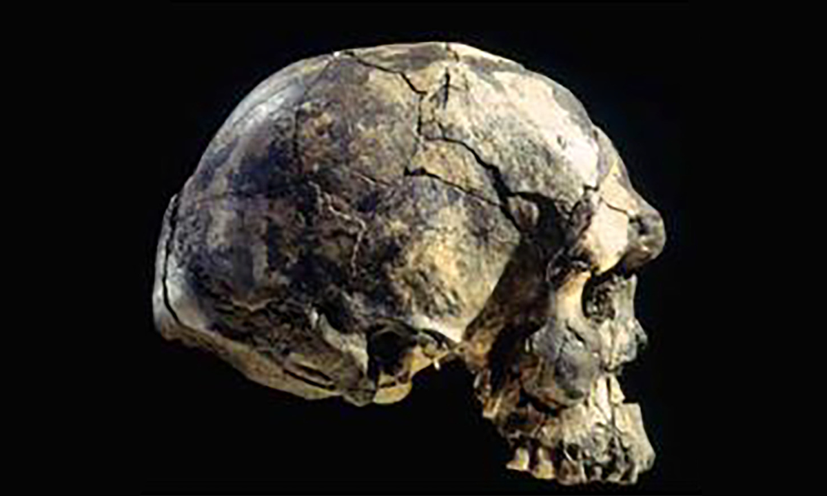 Imagem mostra crânio usado para estudo sobre o cérebro em humanos modernos.