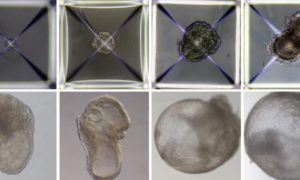 Embriões sintéticos cultivados em laboratório
