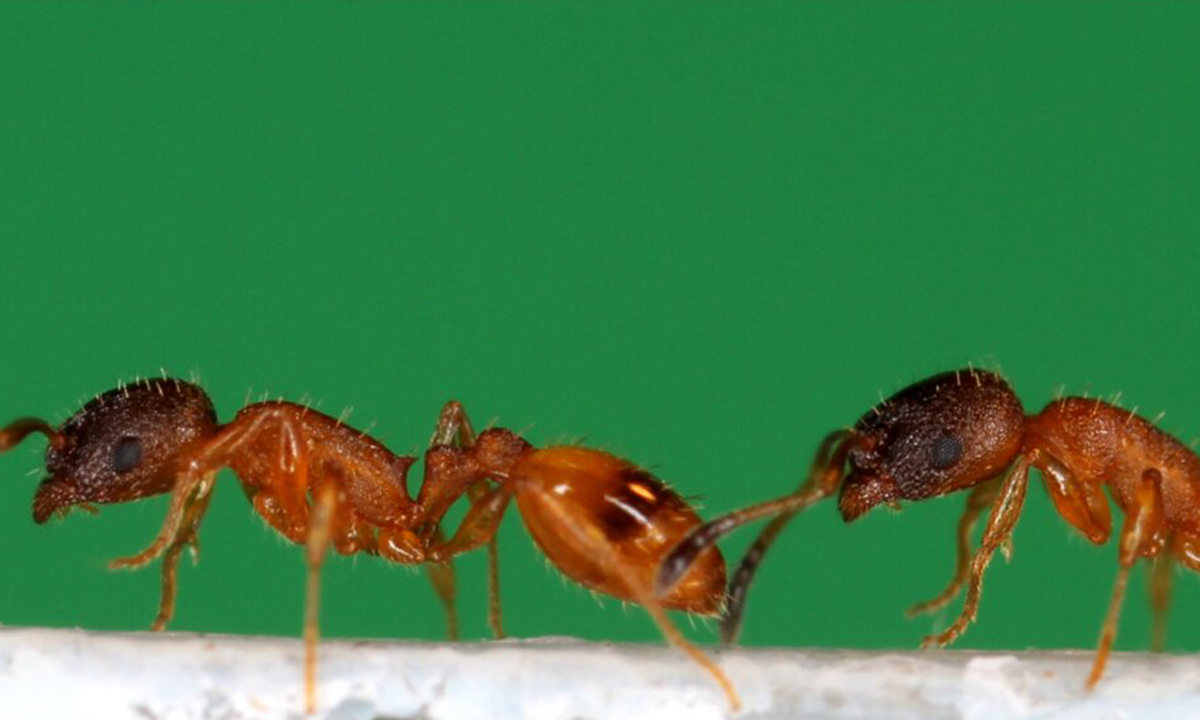 Formigas são treinadas por robôs em laboratório para aprender caminhos.