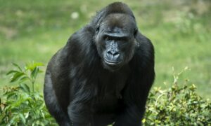 Gorilas aprendem vocalização única para chamar cuidadores