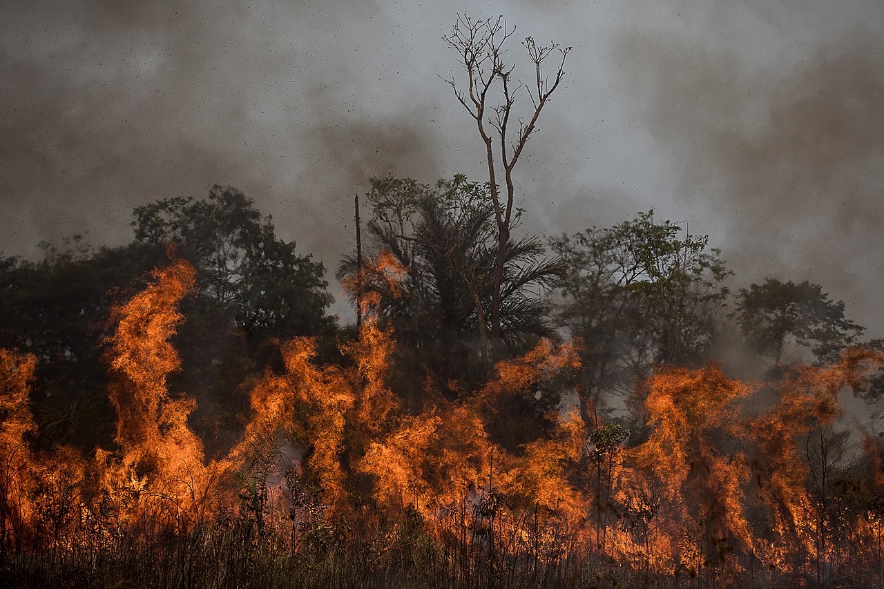 Incêndios na Amazônia - Imagem mostra vegetação queimando na floresta.