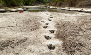 Pegadas de dinossauro são reveladas em rio que secou no Texas