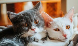 A Imagem mostra dois gatos, um cinza e outro branco, deitados lado a lado demonstrando comportamento social.
