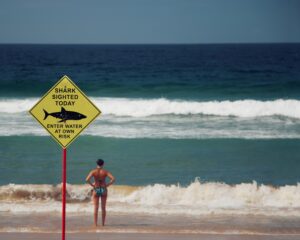 Estudo mostra: tubarões fazem de praias lotadas o seu novo "point"