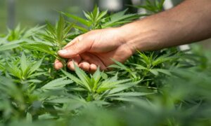 STJ autoriza cultivo de cannabis para fins medicinais; veja o que muda