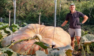 A história da maior abóbora do mundo, com 1.226 kg e mais pesada que um carro