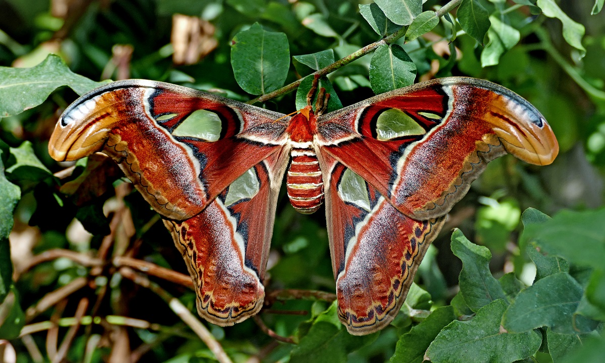 Maior mariposa do mundo, natural da Ásia, aparece pela 1ª vez nos EUA