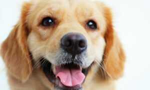 Cães choram de alegria ao rever seus humanos