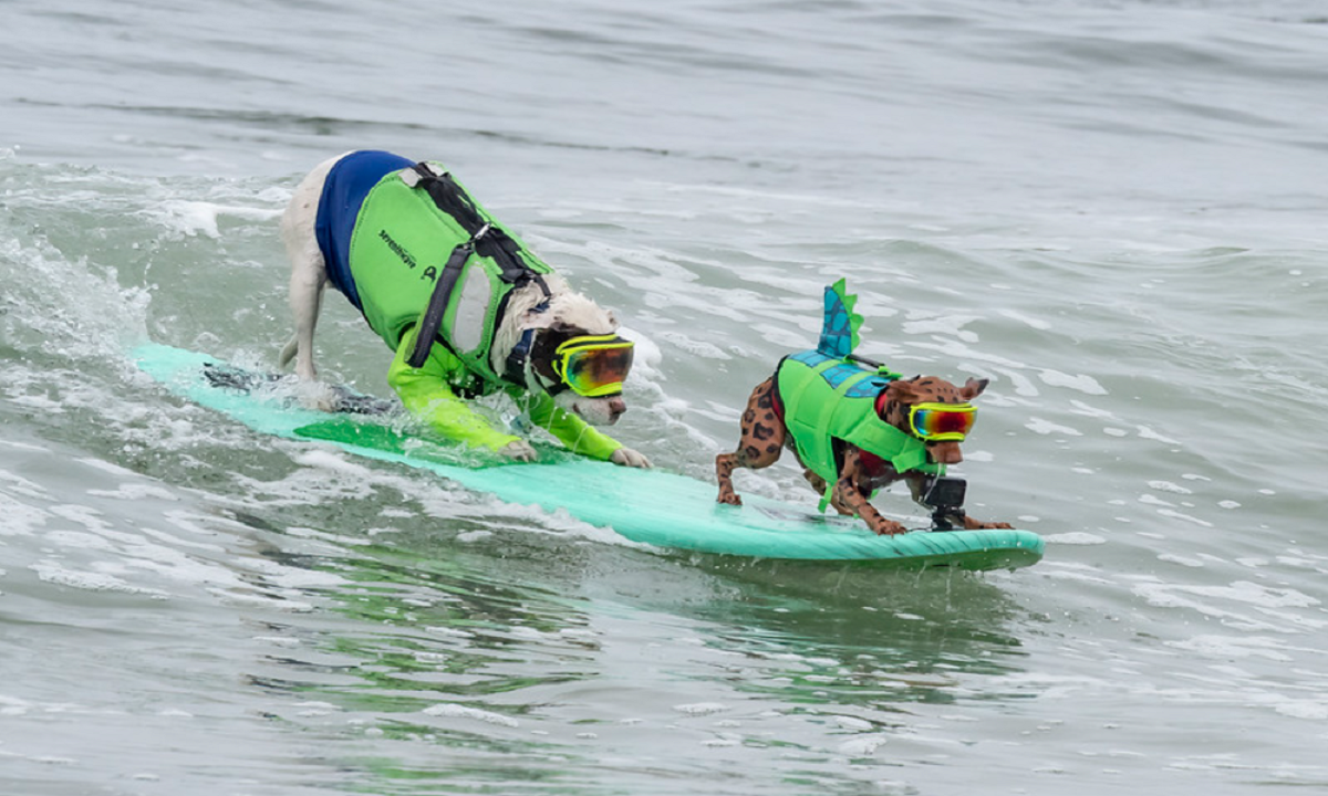 Surfe de cachorros: campeonato mundial leva multidão à praia; veja