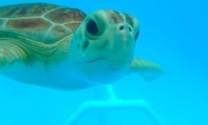 Na Flórida, tartarugas que nascem são quase todas fêmeas; entenda o risco