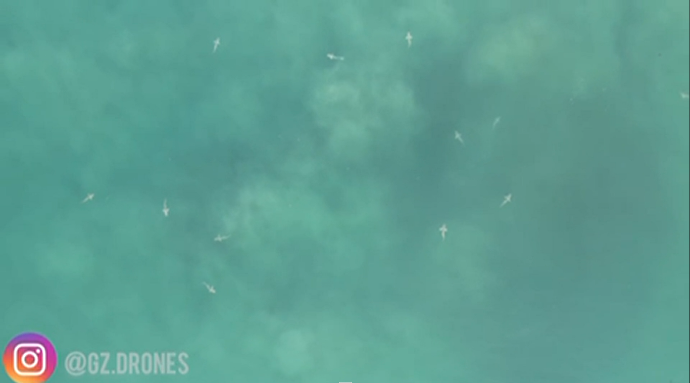 Veja como drones detectam chegada de tubarões na beira das praias