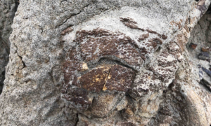 Cientistas podem ter encontrado dinossauro mumificado; entenda