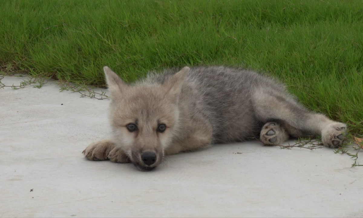 Conheça Maya, o primeiro filhote de lobo clonado