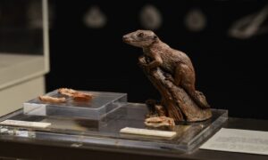 Estudo gaúcho aponta Brasilodon como o mais velho mamífero do mundo