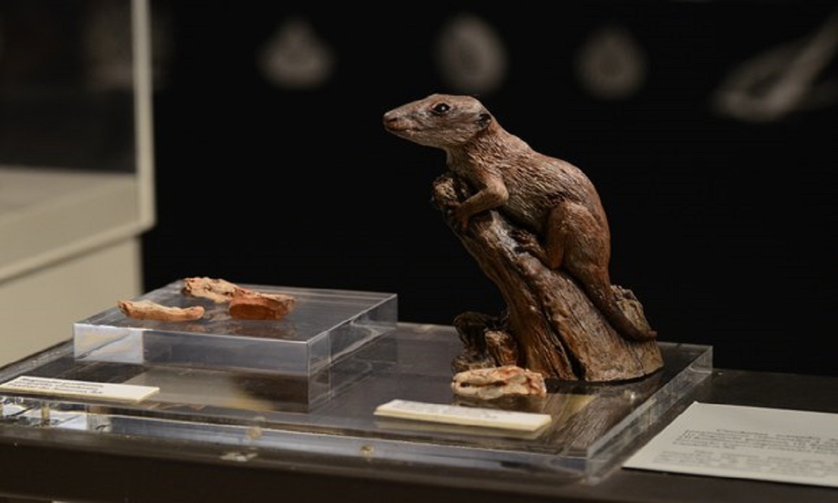 Estudo gaúcho aponta Brasilodon como o mais velho mamífero do mundo