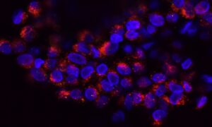 Cientistas chineses pesquisam remédio que reduz células com câncer em ratos