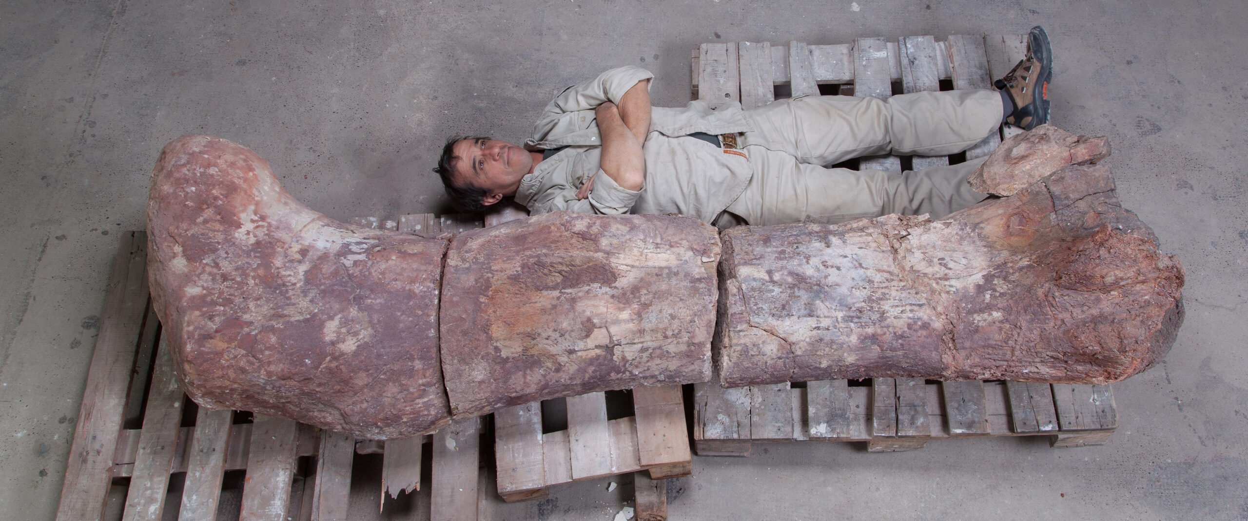 Mostra no Ibirapuera traz fóssil de maior dinossauro do mundo