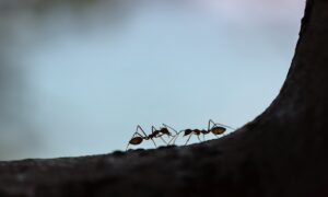 Pesquisa relaciona insulina à longevidade de formigas rainhas