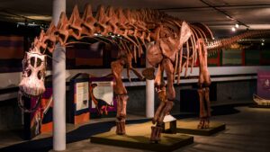 Exposição Dinossauros no Ibirapuera traz fóssil de maior réptil do mundo