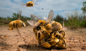 Imagem de abelhas acasalando leva prêmio de fotografia do ano