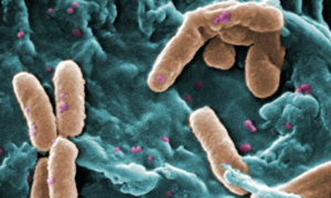 Novo antibiótico de tripla ação supera resistência de bactérias
