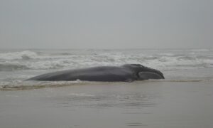 A cidade catarinense que enterrou cerca de 20 baleias nos últimos dois anos; entenda